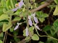 Cuban Oregano